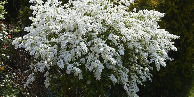 EXOCHORDA macrantha 'The Bride' - Buisson de perles 'The Bride'