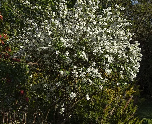 EXOCHORDA macrantha 'The Bride' - Buisson de perles 'The Bride'