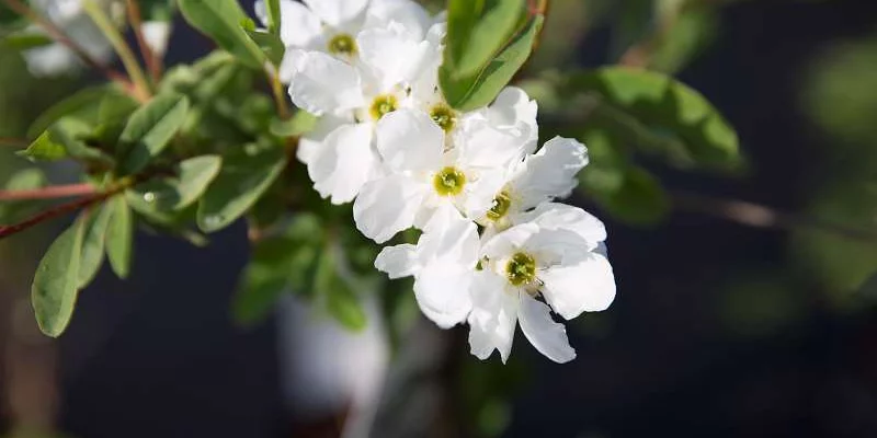 EXOCHORDA macrantha 'The Bride' - Buisson de perles 'The Bride'