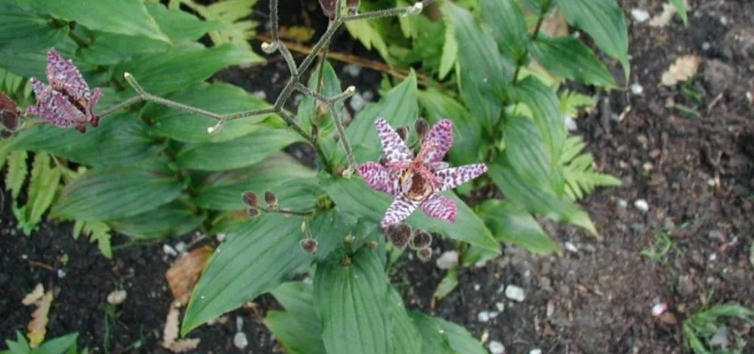 TRICYRTIS hirta