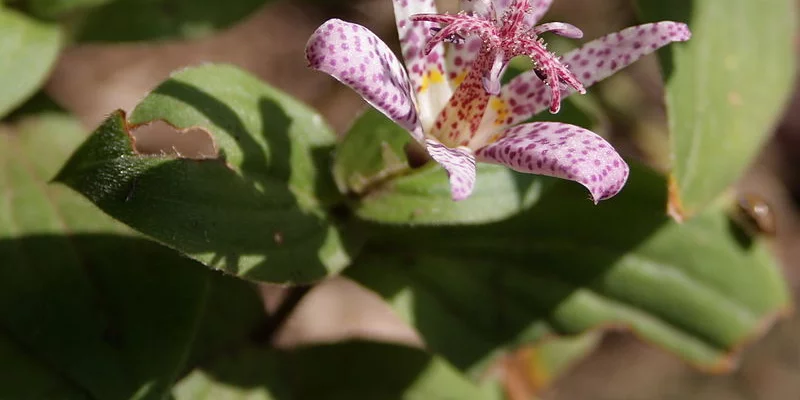 TRICYRTIS hirta