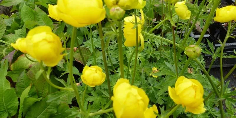 TROLLIUS europaeus