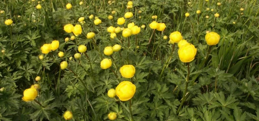 TROLLIUS europaeus