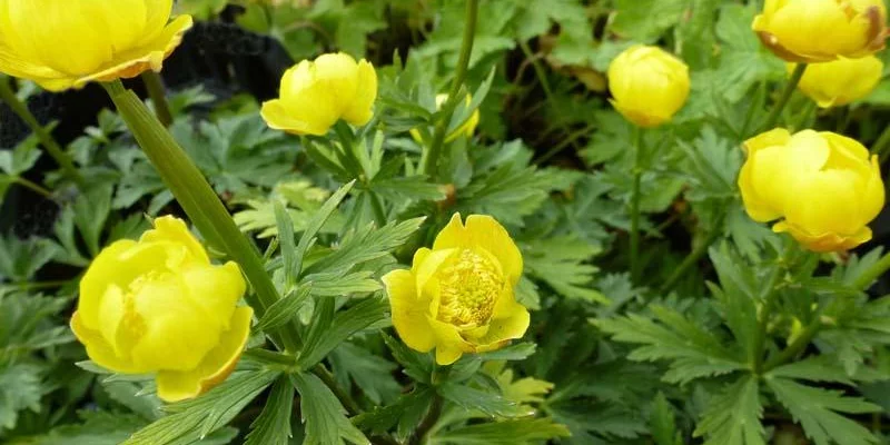 TROLLIUS 'Lemon Queen'