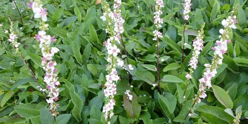 VERBASCUM chaixii 'Album' - Molène de Chaix