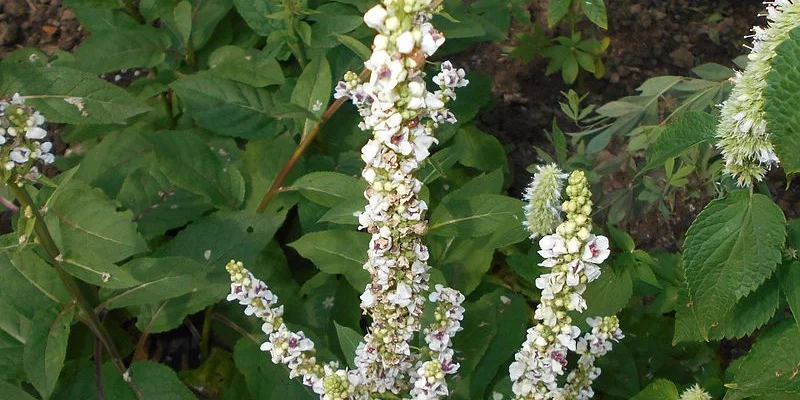 VERBASCUM chaixii 'Album' - Molène de Chaix