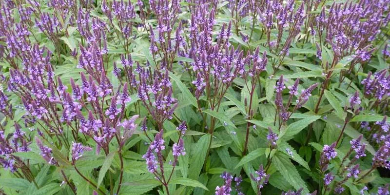 VERBENA hastata 'Blue Spires' - Verveine hastée