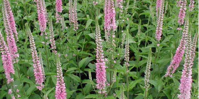 VERONICA longifolia 'Pink Damask' - Véronique