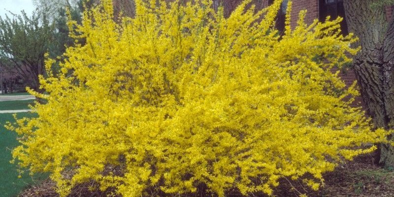 FORSYTHIA intermedia 'Lynwood Gold' - Mimosa de Paris