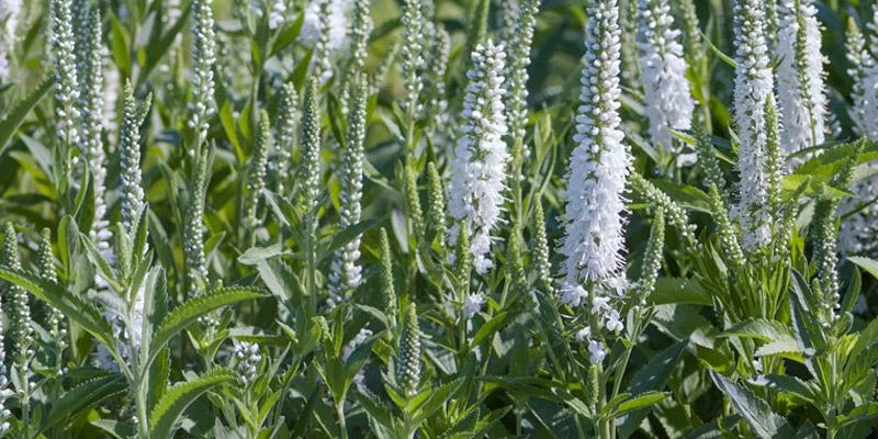 VERONICA spicata 'Alba' - Véronique