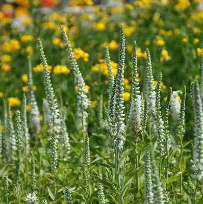 VERONICA spicata 'Alba' - Véronique