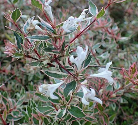 ABELIA grandiflora 'Confetti'® - Abélia nain, arbuste nain