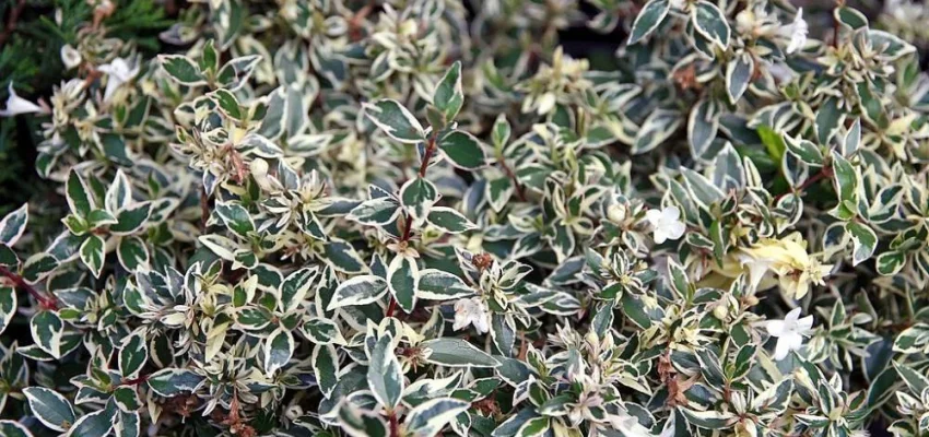 ABELIA grandiflora 'Confetti'® - Abélia nain, arbuste nain