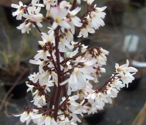 ABELIOPHYLLUM distichum - Forsythia blanc de Corée