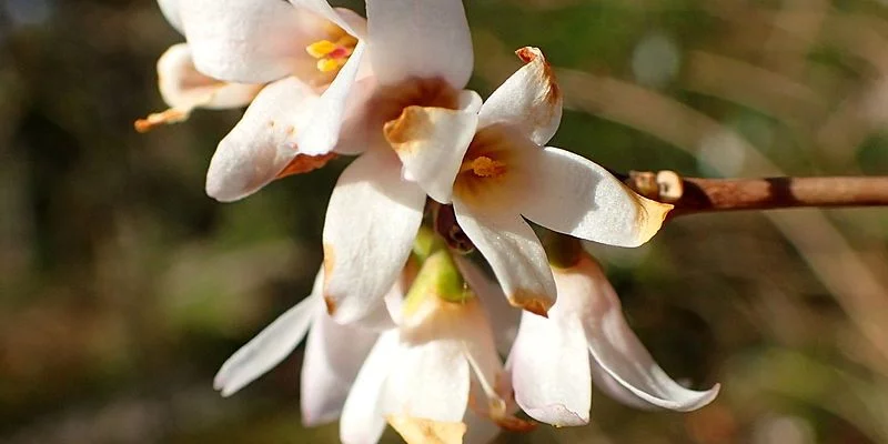 ABELIOPHYLLUM distichum - Forsythia blanc de Corée