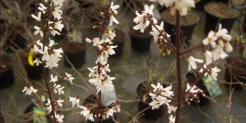 ABELIOPHYLLUM distichum - Forsythia blanc de Corée