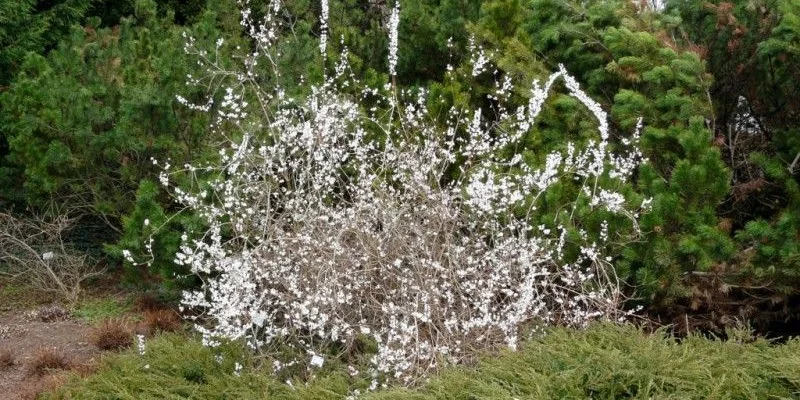 ABELIOPHYLLUM distichum - Forsythia blanc de Corée