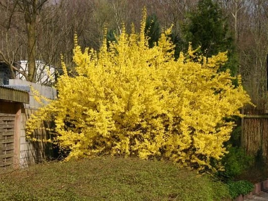 FORSYTHIA intermedia 'Spectabilis' - Mimosa de Paris