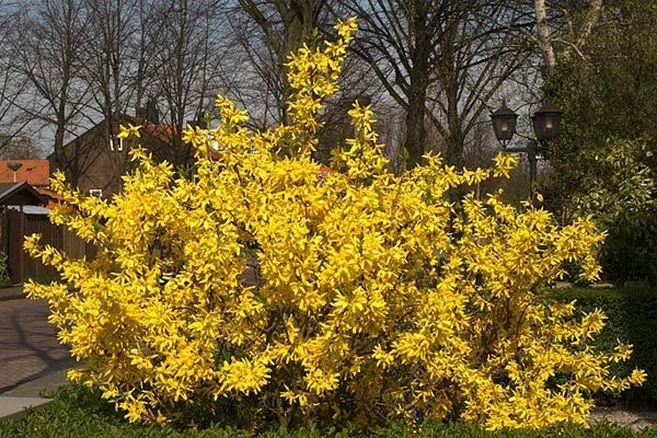 FORSYTHIA intermedia 'Spectabilis' - Mimosa de Paris