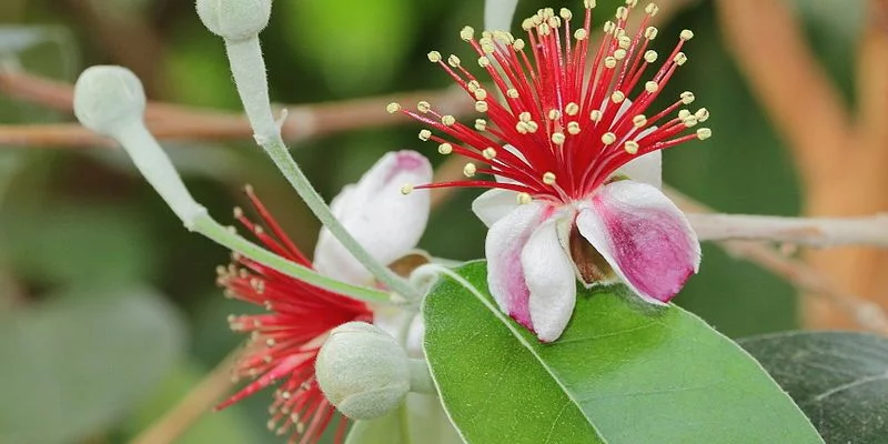 ACCA sellowiana - Feijoa/ Goyavier