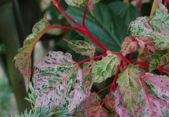 ACER conspicuum 'Red Flamingo' - Erable à peau de Serpent