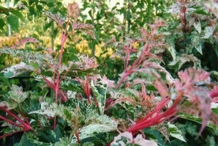 ACER conspicuum 'Red Flamingo' - Erable à peau de Serpent