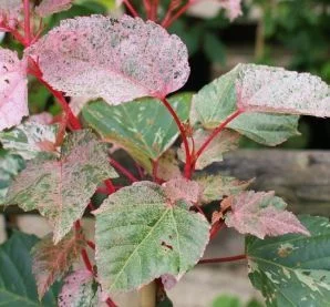 ACER conspicuum 'Red Flamingo' - Erable à peau de Serpent