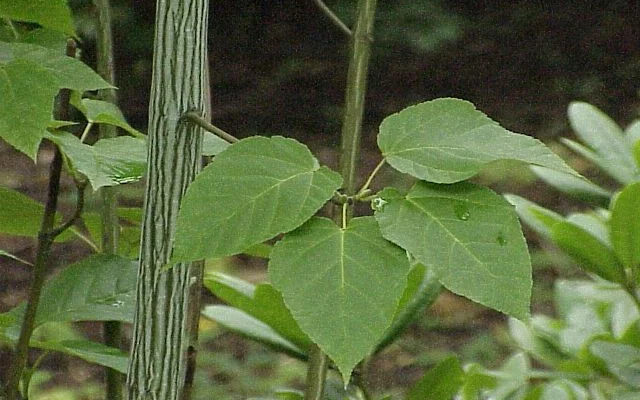 ACER davidii - Erable de David