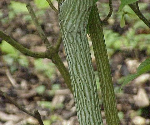 ACER davidii - Erable de David