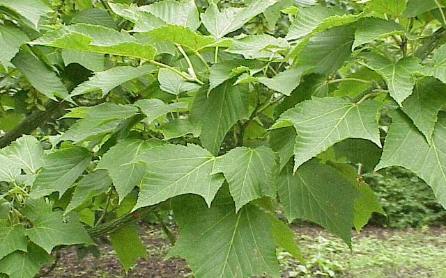 ACER davidii - Erable de David