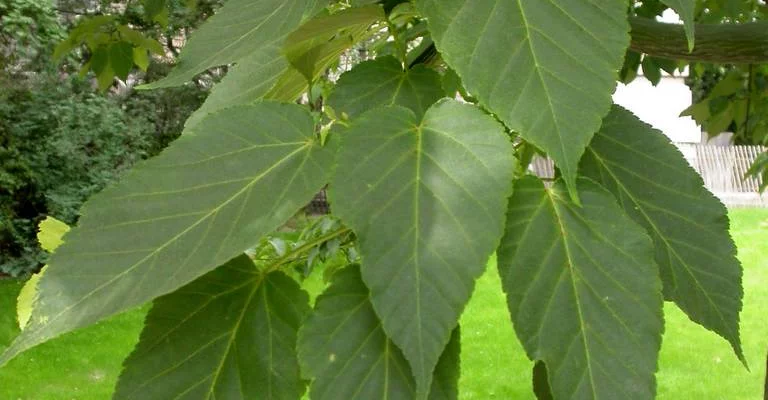 ACER davidii - Erable de David