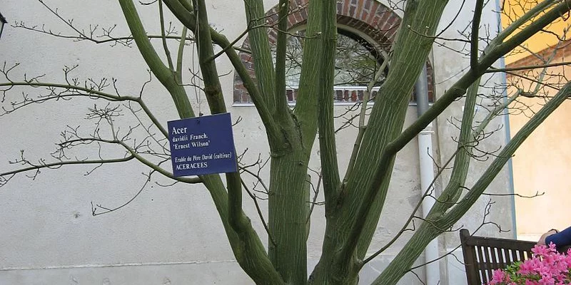 ACER davidii - Erable de David