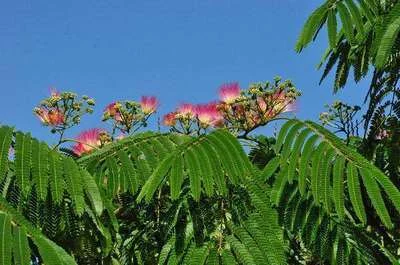 ALBIZIA julibrissin 'OMBRELLA'®