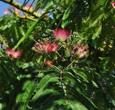 ALBIZIA julibrissin 'OMBRELLA'®