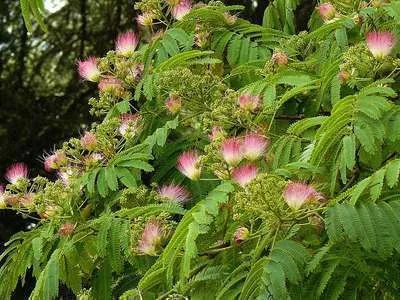 ALBIZIA julibrissin 'Rosea'