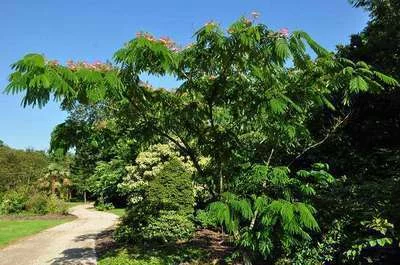 ALBIZIA julibrissin 'Rosea'