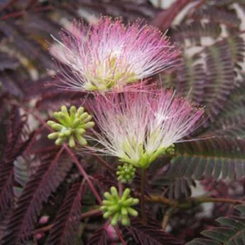 ALBIZIA julibrissin 'Summer Chocolate' - Arbre à Soie