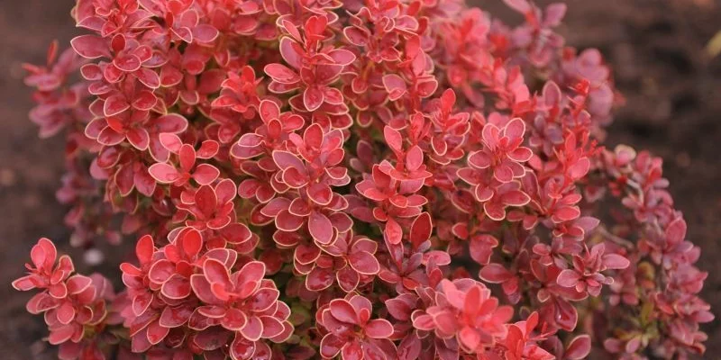 BERBERIS thunbergii 'Admiration'® - Epine Vinette