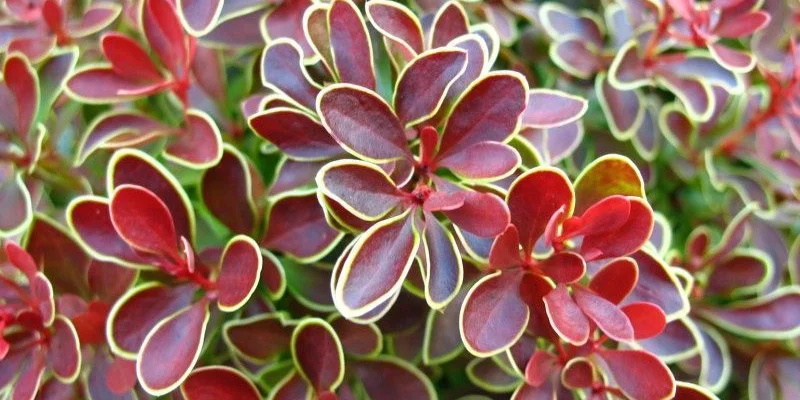 BERBERIS thunbergii 'Admiration'® - Epine Vinette