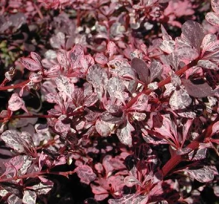 BERBERIS thunbergii 'Harlequin' - Epine vinette