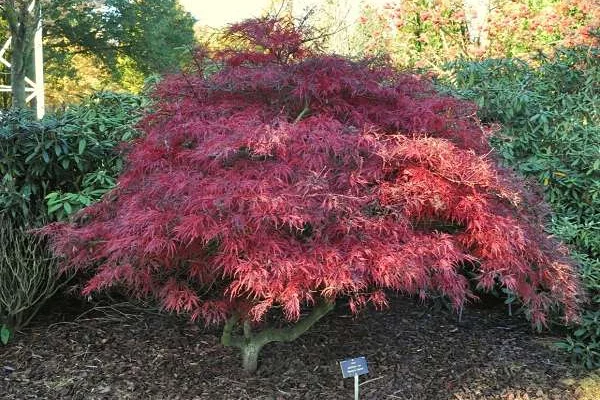 Érable du Japon 'Dissectum 'Garnet' - Acer palmatum 'Dissectum 'Garnet', érable japonais