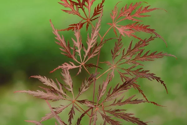 Érable du Japon 'Dissectum 'Garnet' - Acer palmatum 'Dissectum 'Garnet', érable japonais