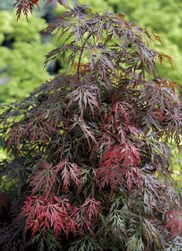 Érable du Japon 'Dissectum 'Garnet' - Acer palmatum 'Dissectum 'Garnet', érable japonais
