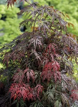 Érable du Japon 'Dissectum 'Garnet' - Acer palmatum 'Dissectum 'Garnet', érable japonais