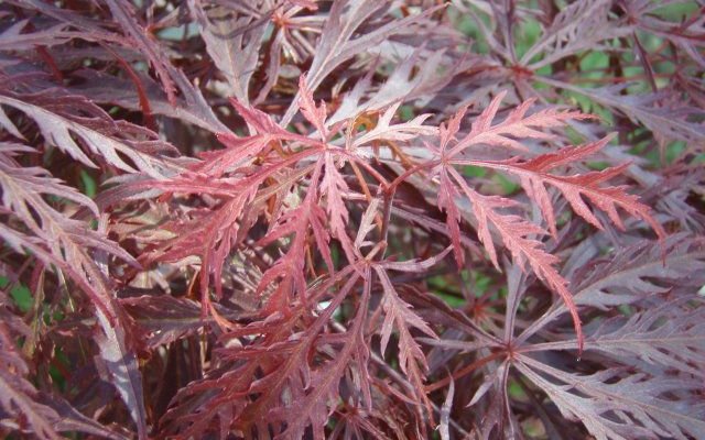 Érable du Japon 'Dissectum 'Garnet' - Acer palmatum 'Dissectum 'Garnet', érable japonais