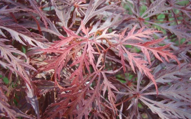 ACER palmatum Dissectum 'Garnet' - Erable du japon