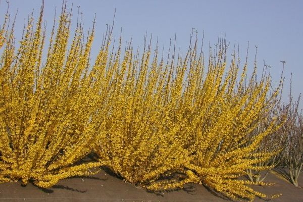 FORSYTHIA intermedia 'Week-End' ('Courtalyn') - Mimosa de Paris