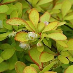 BERBERIS thunbergii 'Golden Torch'® - Epine vinette