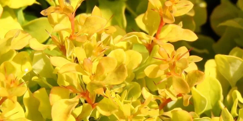 BERBERIS thunbergii 'Golden Nugget''® - Epine vinette