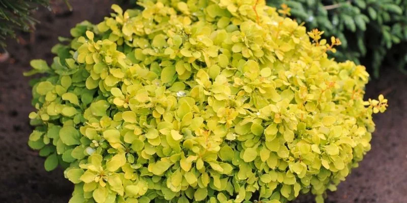 BERBERIS thunbergii 'Golden Nugget''® - Epine vinette